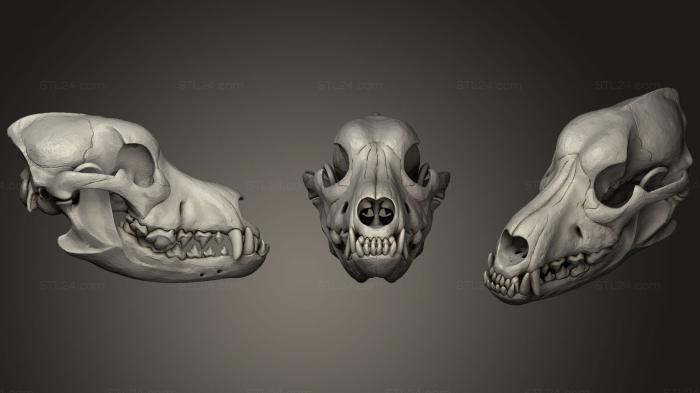 Анатомия скелеты и черепа (Собачий череп, ANTM_0390) 3D модель для ЧПУ станка